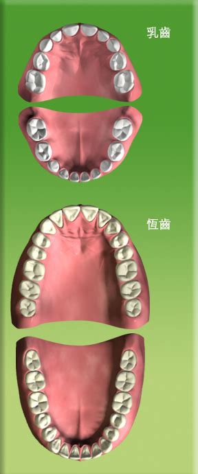 人有多少顆牙齒|認識牙齒